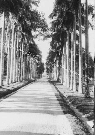 IN THE PEREDENIYA GARDENS : PALMYRA PALMS